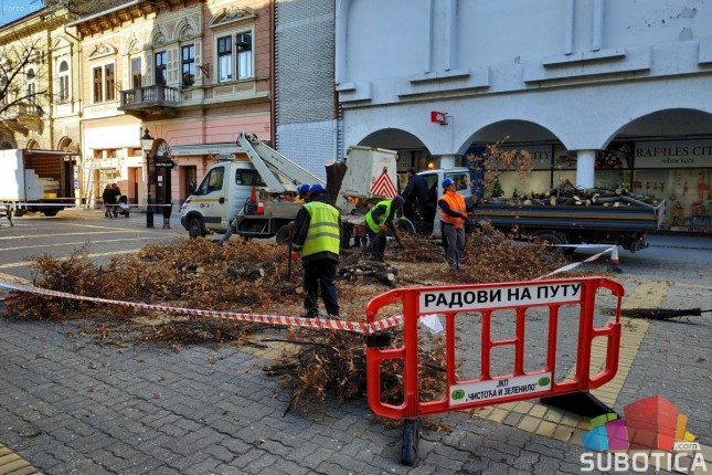 Počela seča lipa na Korzou, biće zamenjene novom vrstom