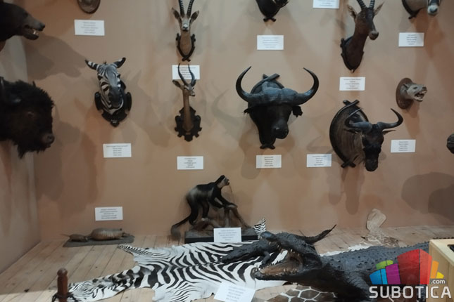 Prirodnjačko odeljenje Gradskog muzeja priprema brojne programe