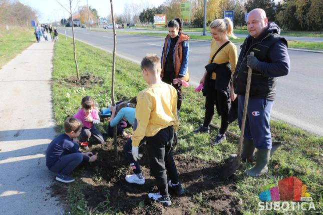 Velika akcija podizanja drvoreda na Palićkom putu