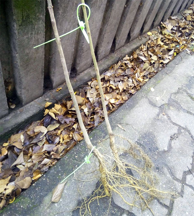 U toku podela besplatnih sadnica jasena, akcija traje i sutra