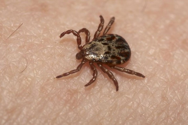 Protiv krpelja najvažnija prevencija