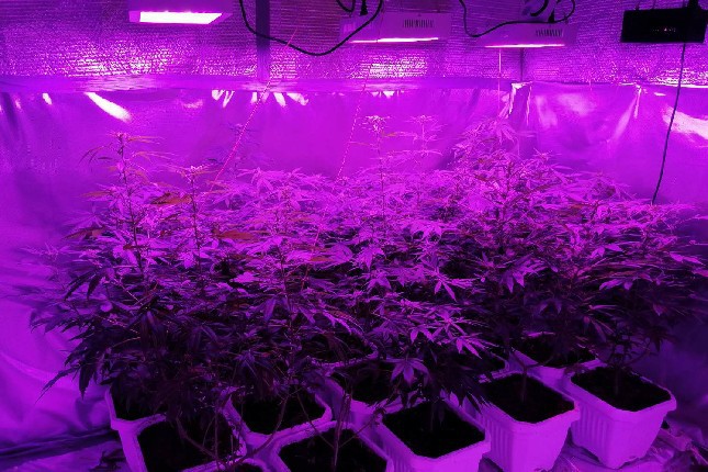 Otkrivena laboratorija marihuane na periferiji grada, uhapšen 31-godišnjak