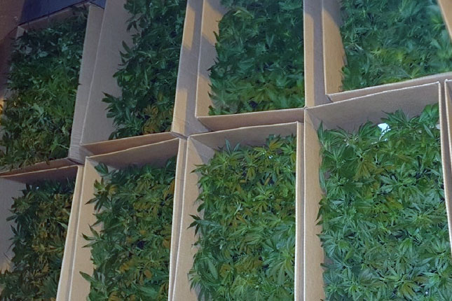 Otkriveno 10.000 stabljika marihuane na Horgošu