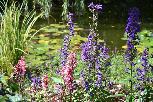 Botanička bašta Zoo-vrta Palić bogata zaštićenim i egzotičnim vrstama biljaka