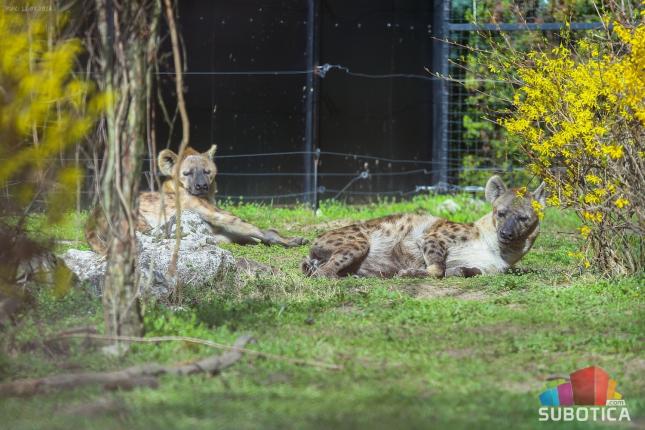 Pegave hijene Sofi i Zuri, nove stanovnice Zoo vrta