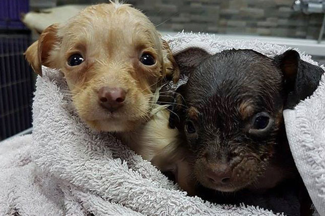 Hordašenje na Makovoj sedmici