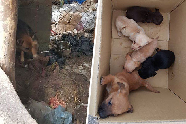 Hordašenje na Makovoj sedmici