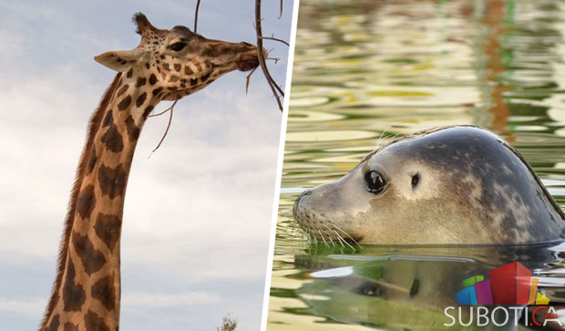 Savić: Štednjom smo unapredili život ZOO vrta