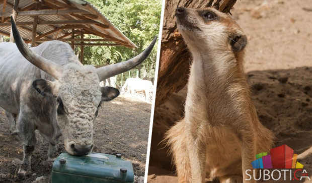 Savić: Štednjom smo unapredili život ZOO vrta