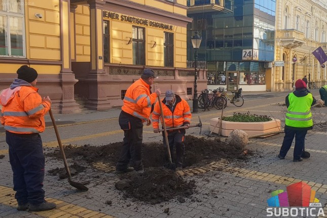 Počelo sađenje novih sedmogodišnjih lipa na Korzou