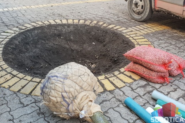 Počelo sađenje novih sedmogodišnjih lipa na Korzou