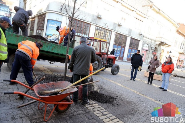 Počelo sađenje novih sedmogodišnjih lipa na Korzou