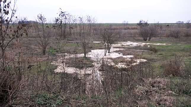 Jezeru u Bajmoku preti ekološka katastrofa?