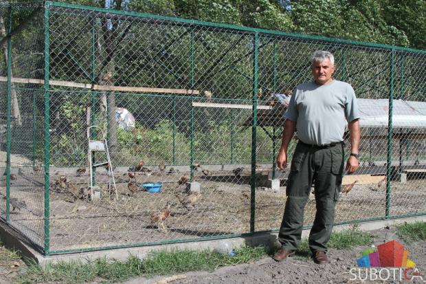 U prirodu pušteno oko 150 fazana uzgajanih u volijeri u Subotici