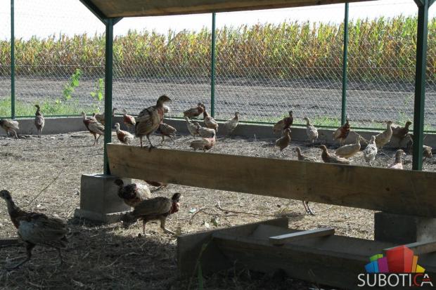 U prirodu pušteno oko 150 fazana uzgajanih u volijeri u Subotici