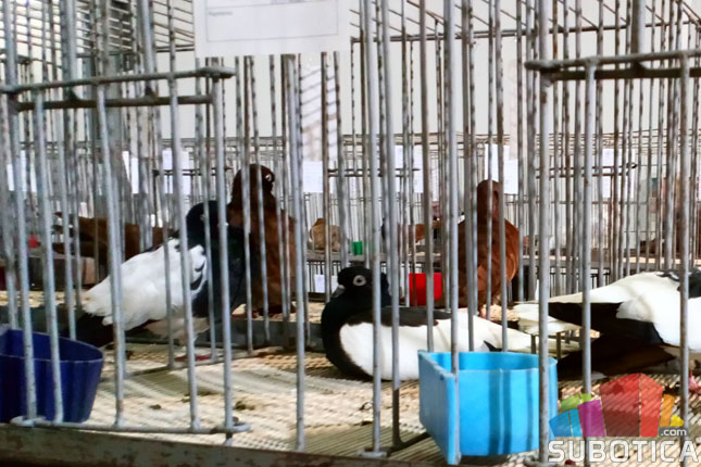 Udruženje odgajivača sitnih životinja tradicionalnom izložbom proslavilo jubilej