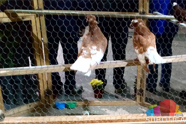 Udruženje odgajivača sitnih životinja tradicionalnom izložbom proslavilo jubilej