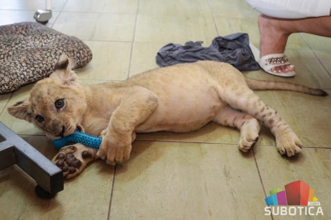 Zaplenjeni lavić u Zoološkom vrtu na Paliću