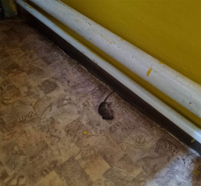 U subotičkom vrtiću pojavili se miševi, nadležni preduzimaju prigodne mere