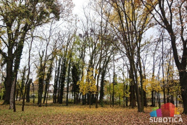 Od sledeće nedelje na Paliću počinje orezivanje i uklanjanje suvih stabala