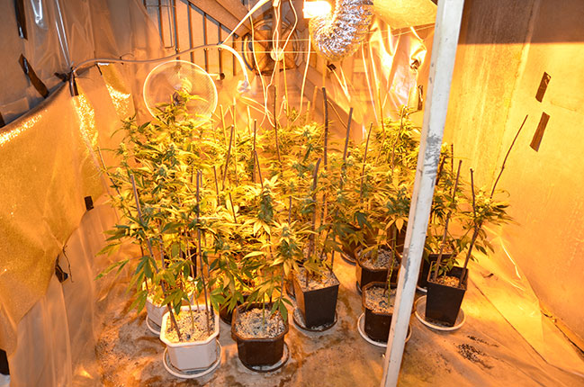 Otkrivene četiri laboratorije za uzgoj marihuane