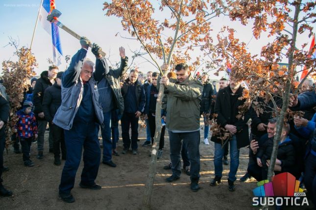 "Dobro jutro badnjače" -  održana tradicionalna seča badnjaka u Subotici