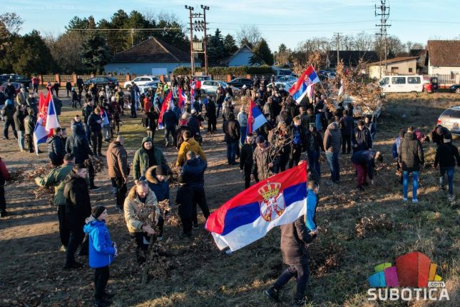 "Dobro jutro badnjače" -  održana tradicionalna seča badnjaka u Subotici