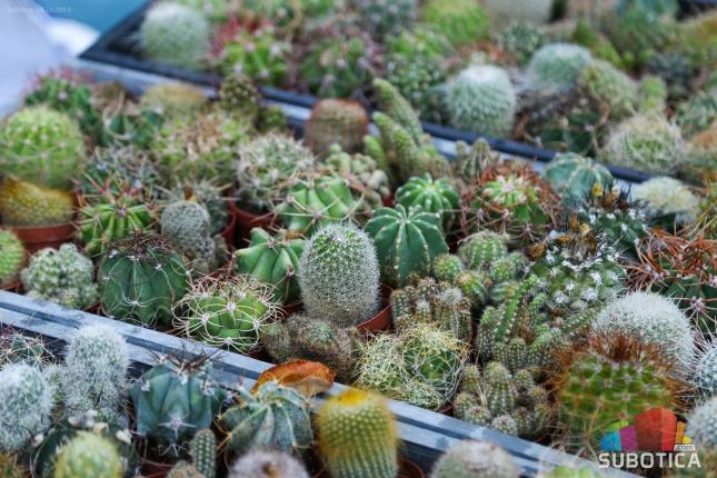 Sajam cveća - centralni Trg procvetao