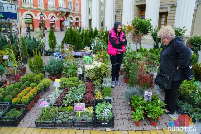 Sajam cveća - centralni Trg procvetao