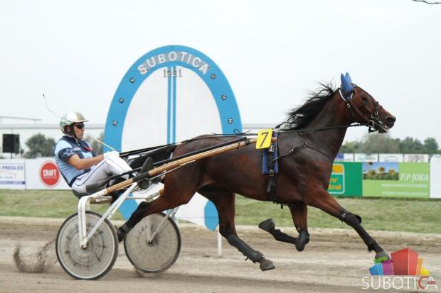 Pobednik "89. Srpskog kasačkog derbija" je grlo Samuel Becket