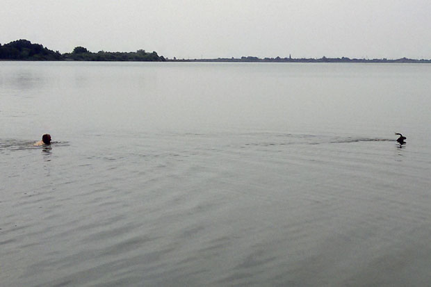 Gazela pobegla iz ZOO vrta pa zaplivala u Palićkom jezeru