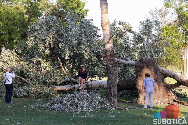 Oštećena stabla kao potencijalna opasnost za ljude i imovinu - kome i kako prijaviti?