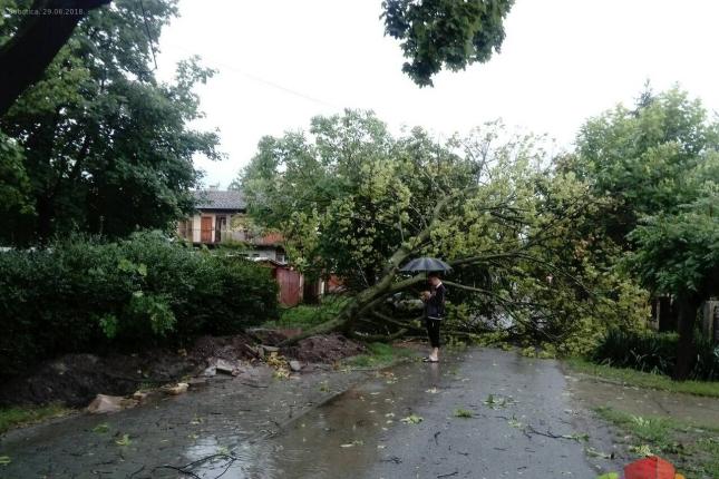 Oštećena stabla kao potencijalna opasnost za ljude i imovinu - kome i kako prijaviti?