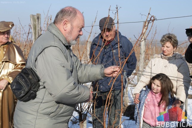 Orezivanje vinove loze u Hajdukovu