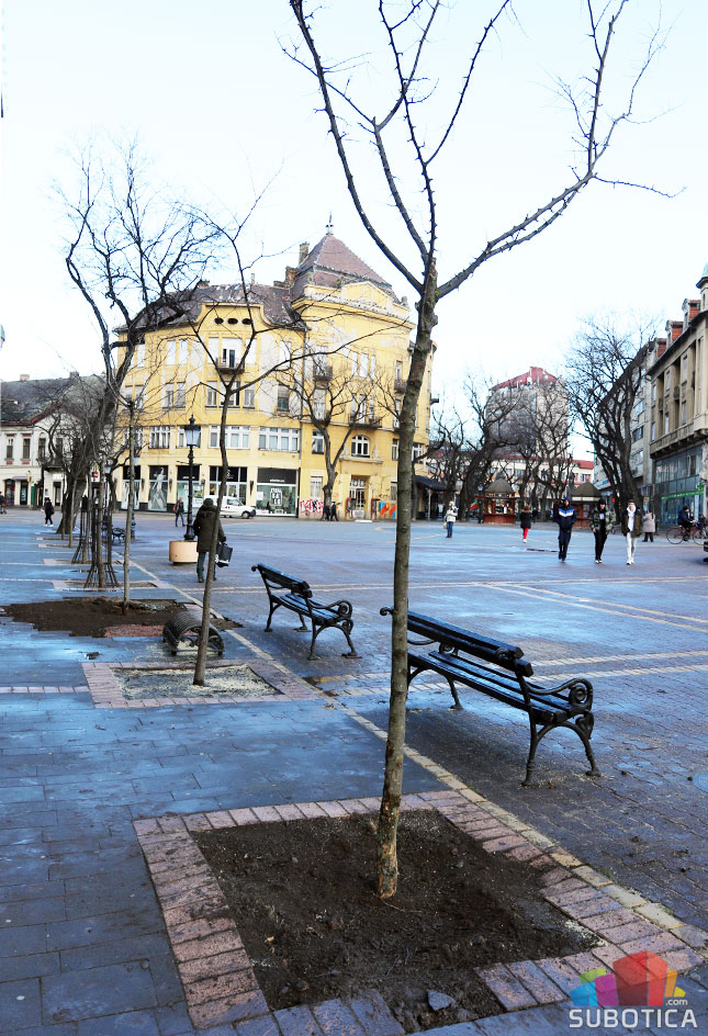Sadnja drveća u privatnoj režiji samo uz saglasnost nadležnih