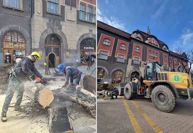 Sadnja drveća u privatnoj režiji samo uz saglasnost nadležnih