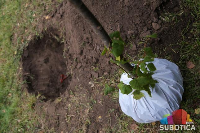 Sadnja drveća u privatnoj režiji samo uz saglasnost nadležnih