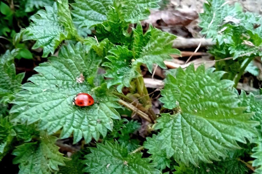 Priroda u teglici - kopriva, lavanda i citrusi iz domaće kuhinje