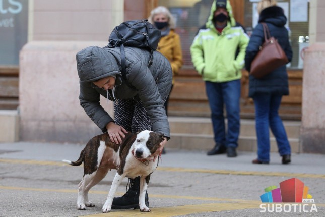 Čipovanje može spasiti život kućnim ljubimcima