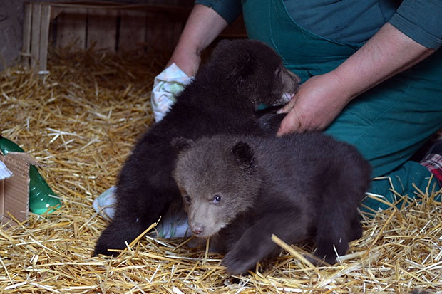 Zoo vrt "Palić" dobio na prihvat 3 mečeta mrkog medveda