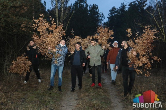 Subotičani u manjim grupama išli po badnjake, ističu da je važno očuvati tradiciju