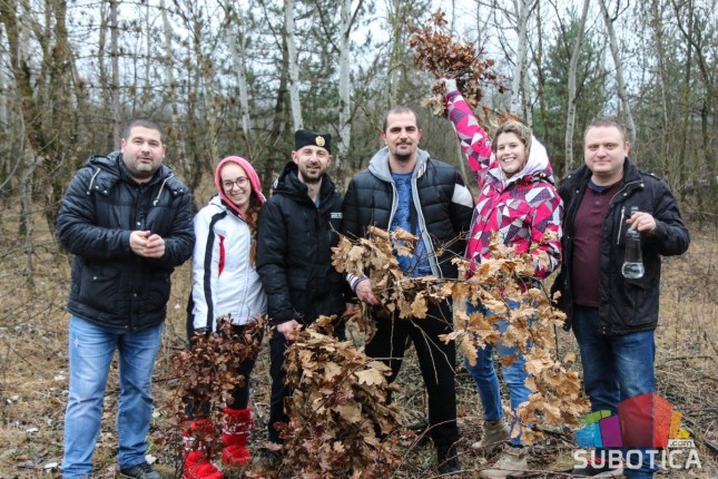 Subotičani u manjim grupama išli po badnjake, ističu da je važno očuvati tradiciju