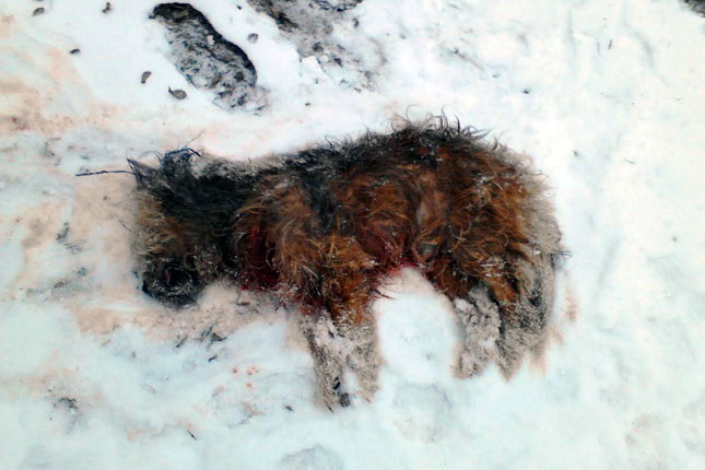 Psi kidišu na ljude i životinje