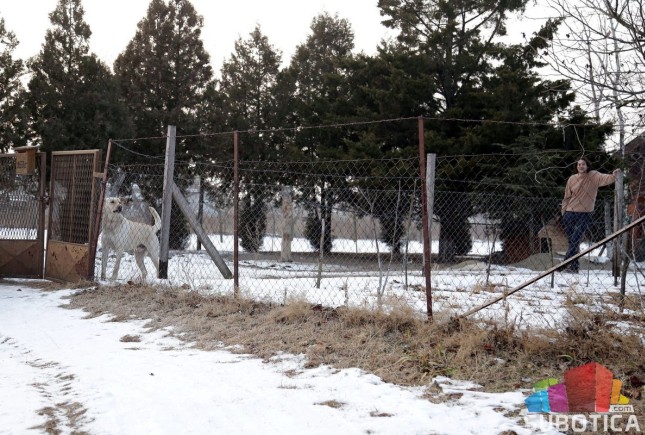 Psi kidišu na ljude i životinje