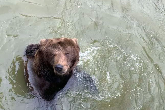 Foke ponovo u Zoološkom vrtu