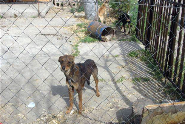 Nebriga o kućnim ljubimcima
