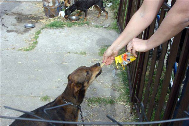 Nebriga o kućnim ljubimcima