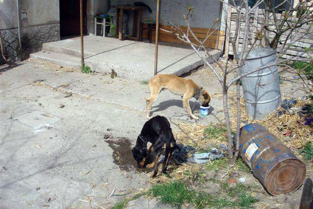 Nebriga o kućnim ljubimcima
