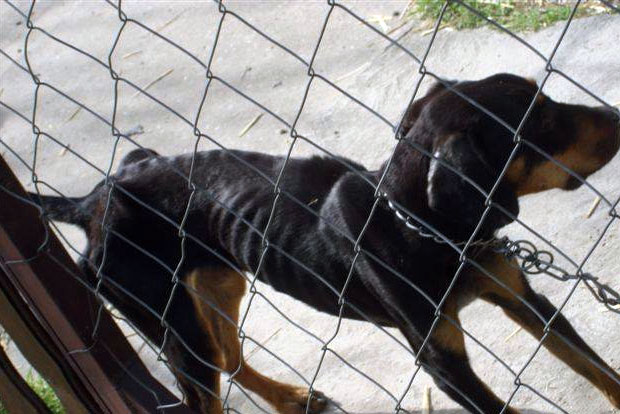 Nebriga o kućnim ljubimcima