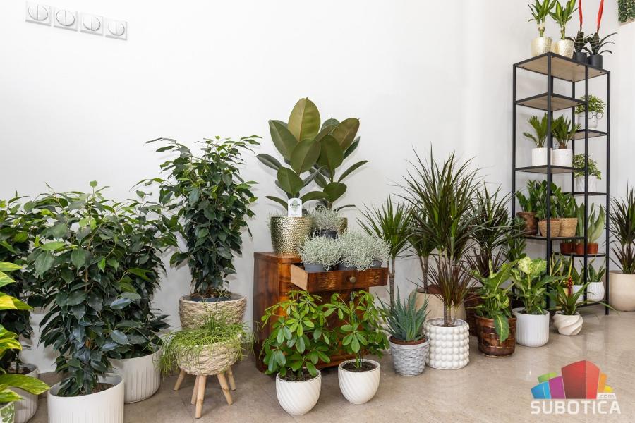 Cvećara "Studio Verde" – gde priroda govori zelenim jezikom